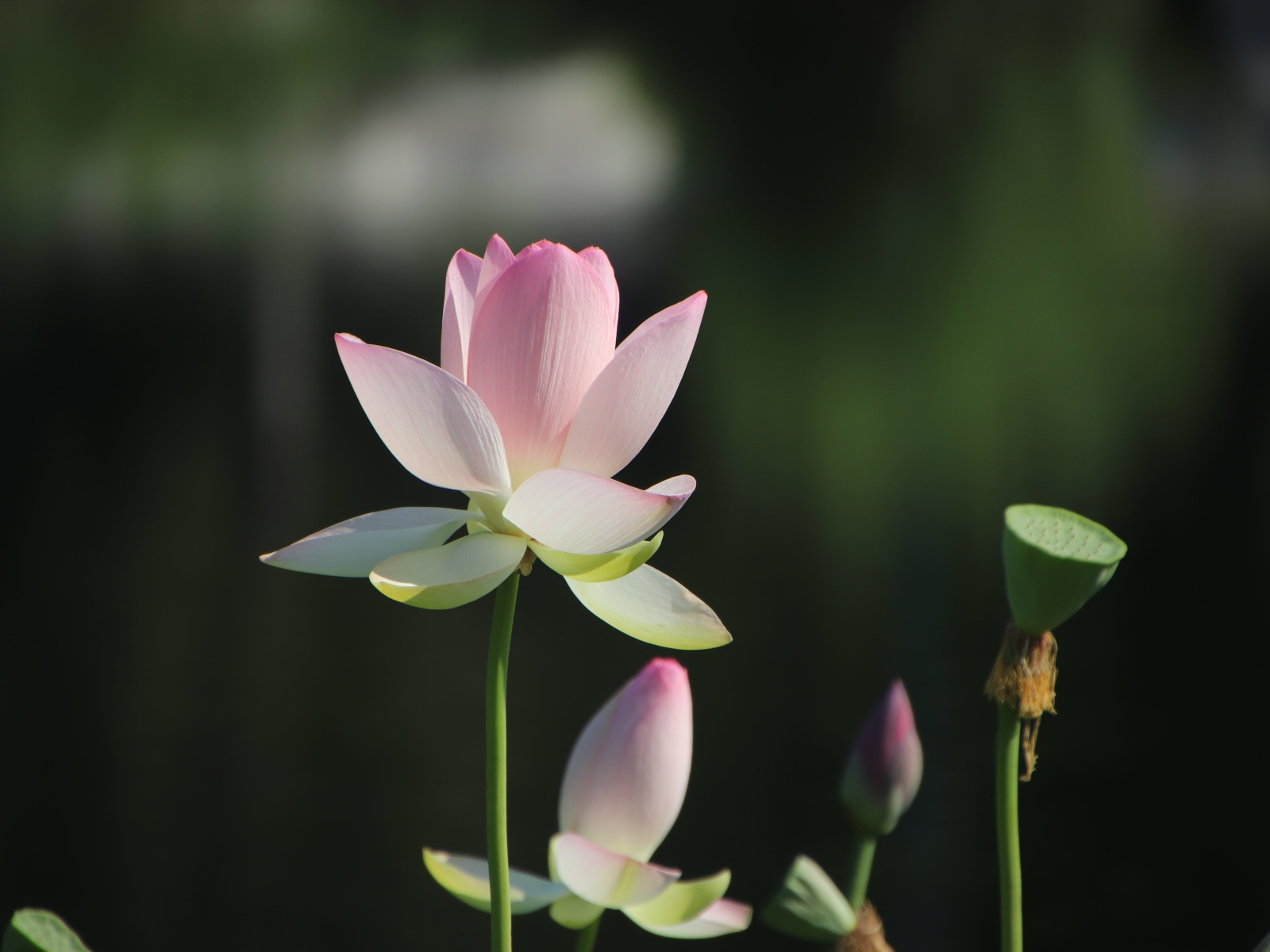 Розовый цветок лотоса с бутонами в лучах солнца 