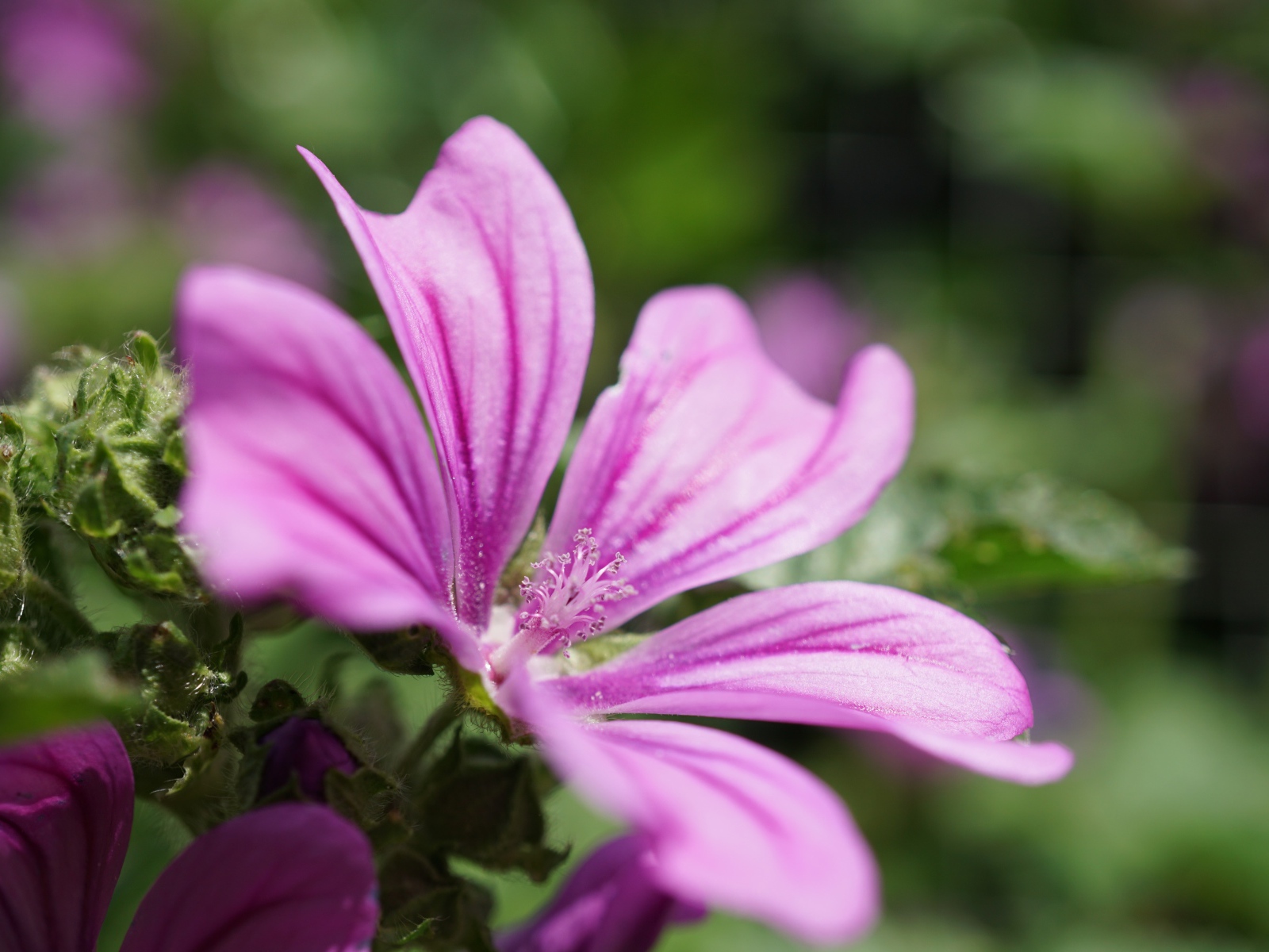 Розовый цветок мальва крупным планом  на клумбе