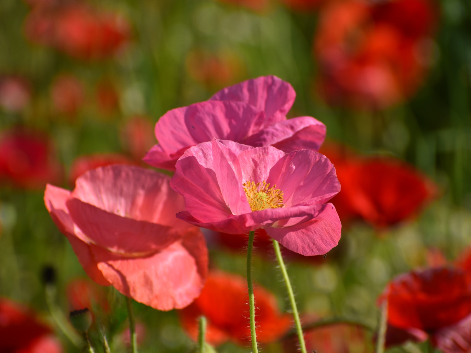 Розовые маки в лучах солнца на поле 