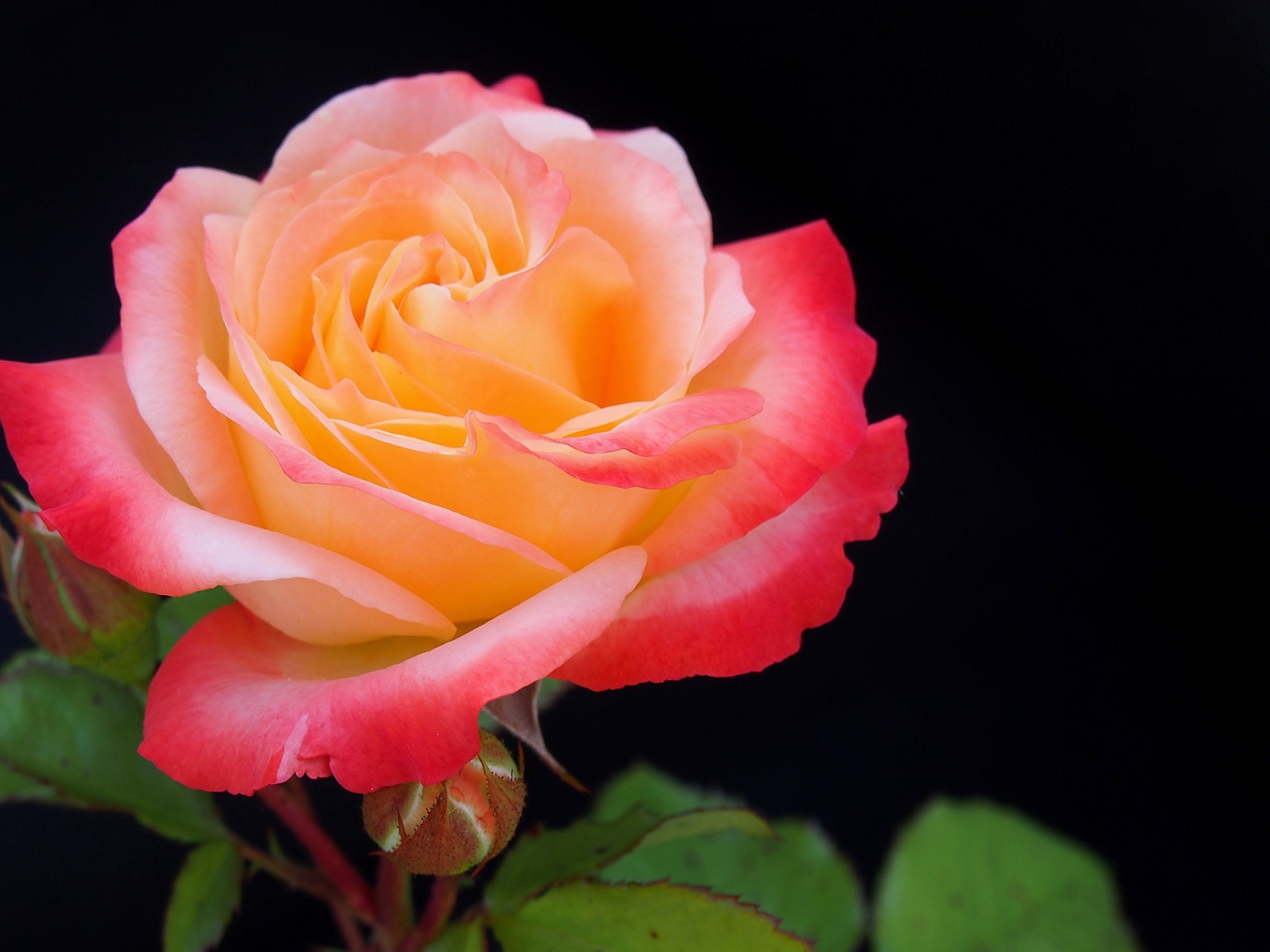 Розовый цветок розы с бутонами на черном фоне