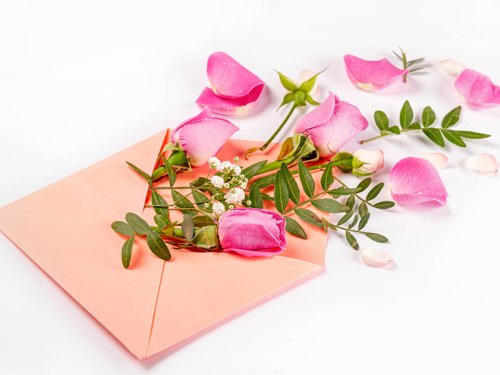 Розовые розы с зелеными листьями в конверте на белом фоне