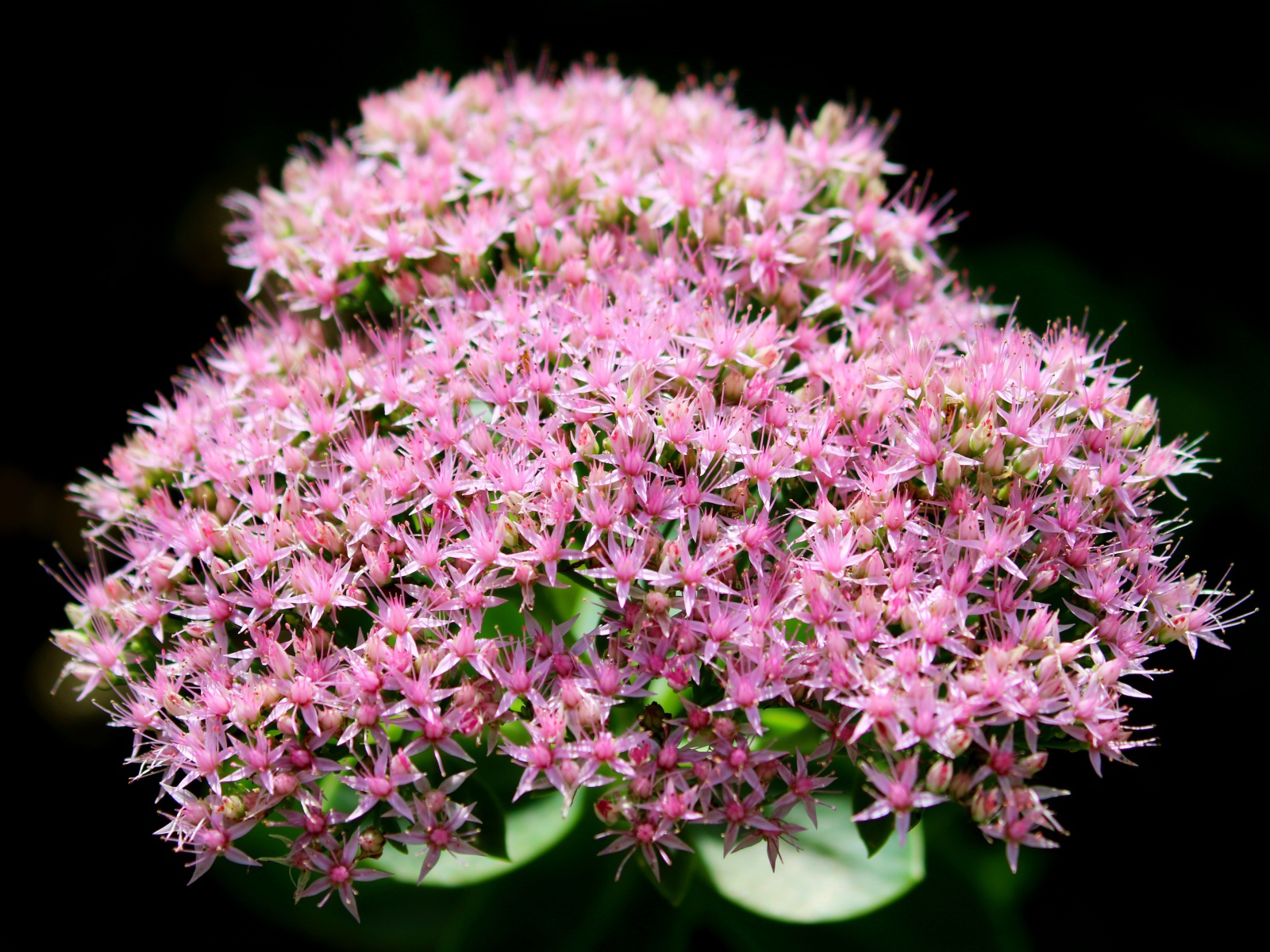 Розовые мелкие цветы Хилотелефиум на черном фоне