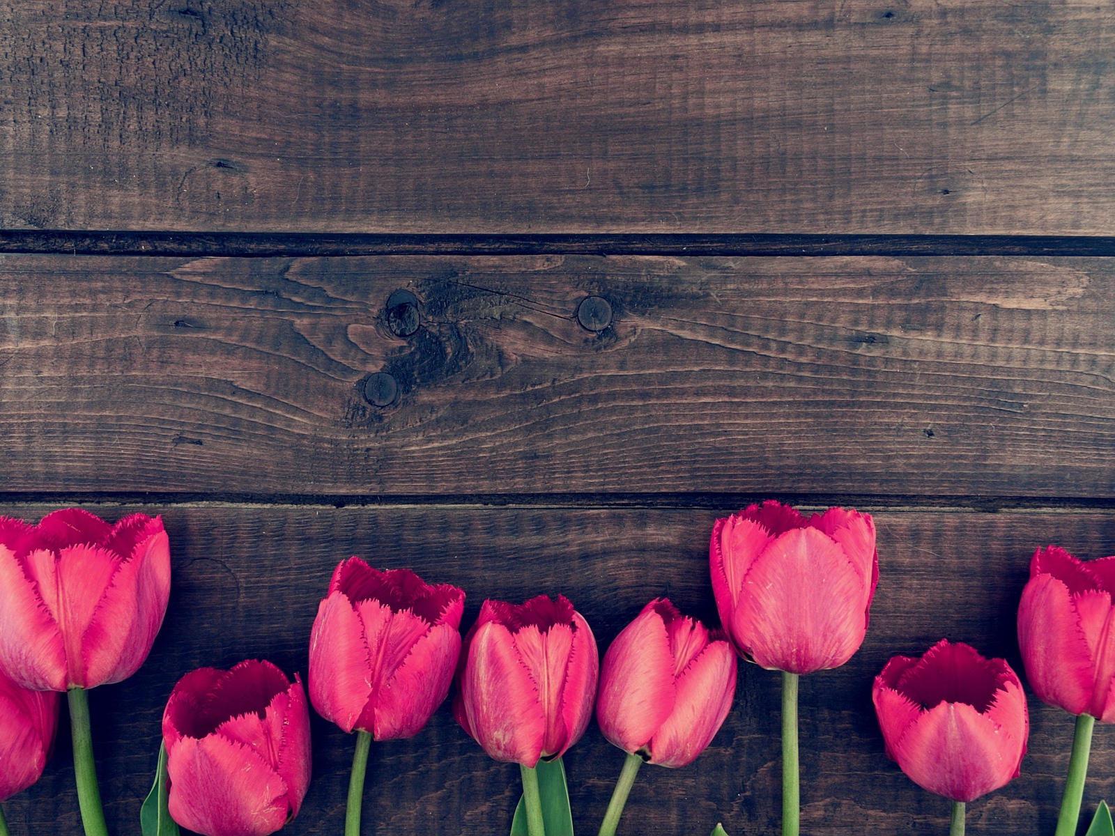 Pink tulip flowers on wooden table