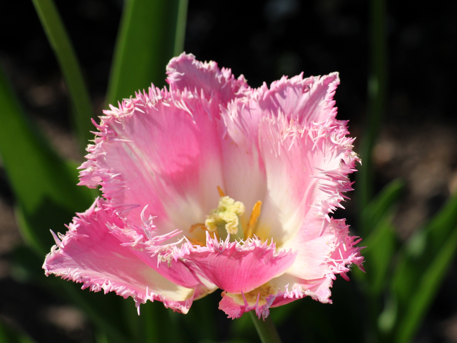 Розовый тюльпан с пышными лепестками