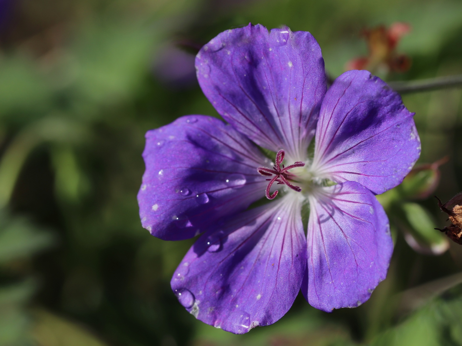 Фиолетовый  красивый цветок герани крупным планом