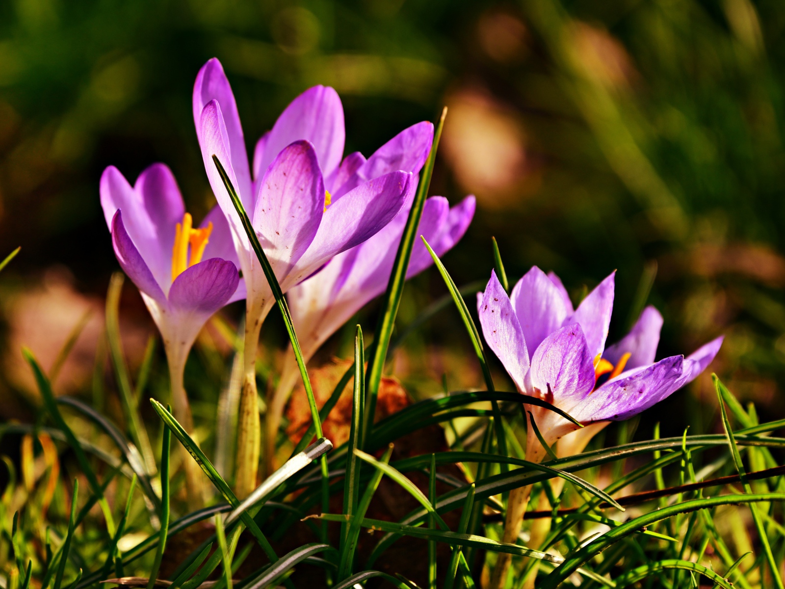Фиолетовые крокусы в высокой зеленой траве