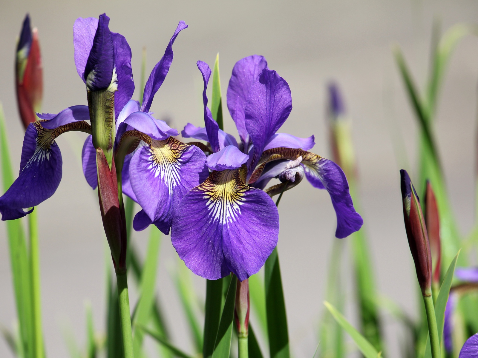 Фиолетовые цветы ириса с бутонами крупным планом