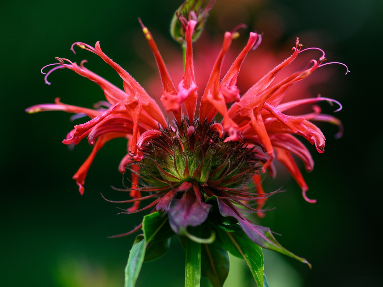 Красный цветок Монарда на зеленом фоне 