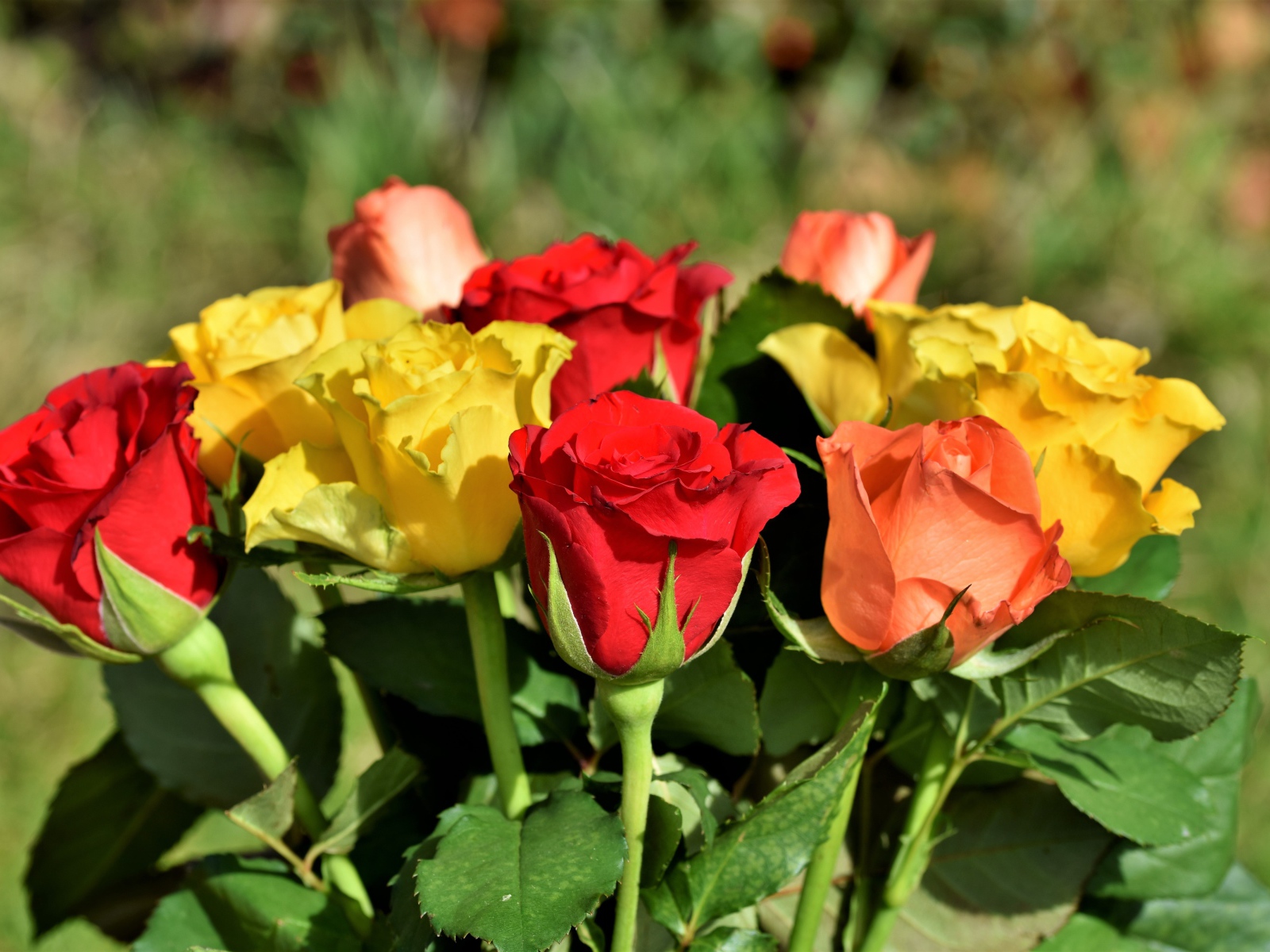 Красные и желтые английские розы в букете