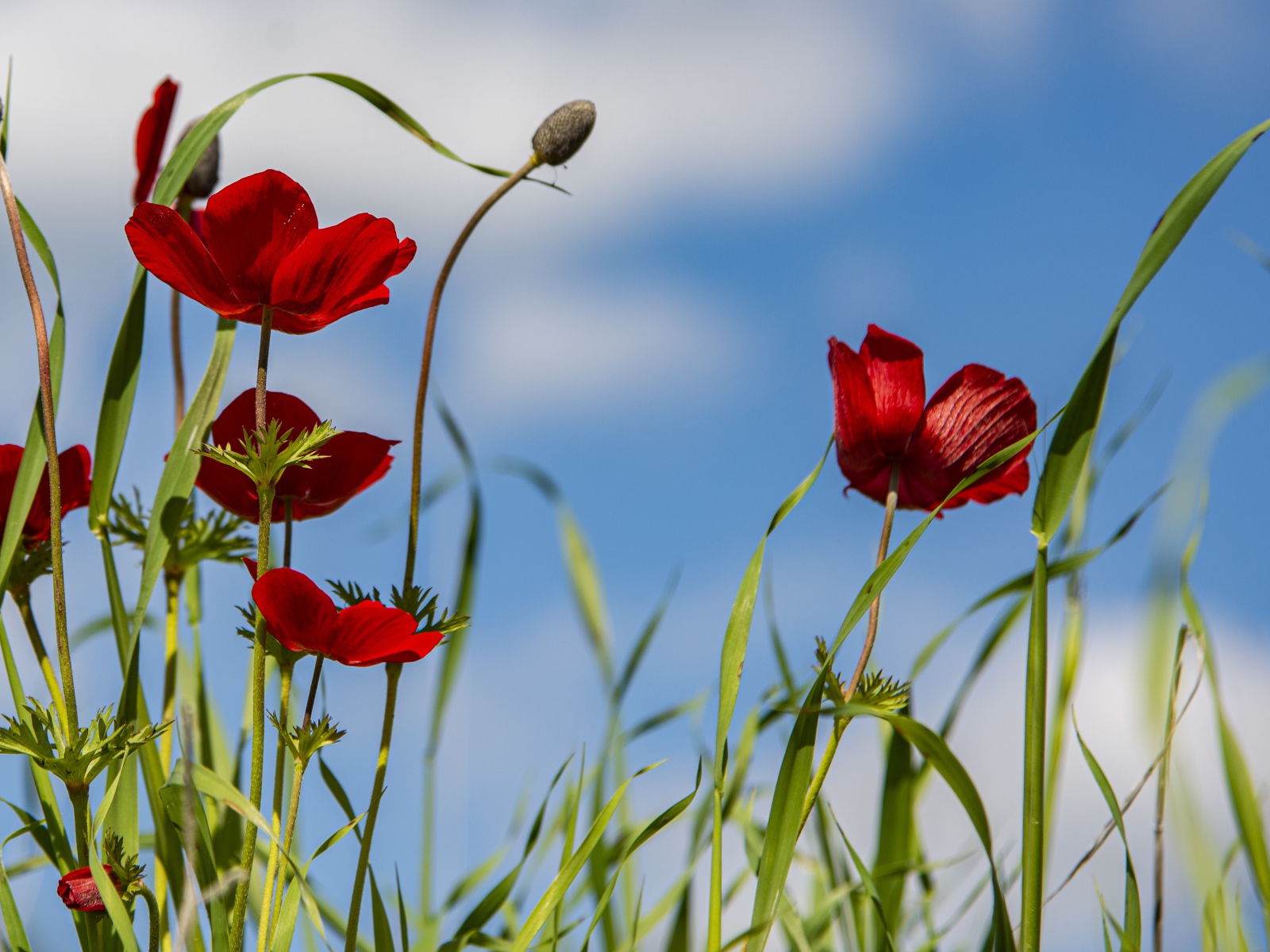 Красные цветы анемона в зеленой траве 