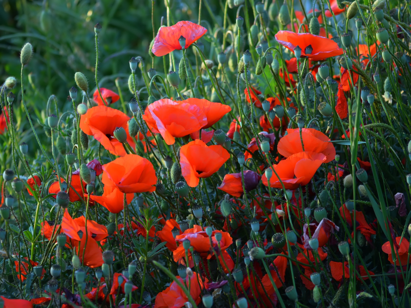 Красные полевые маки с бутонами летом