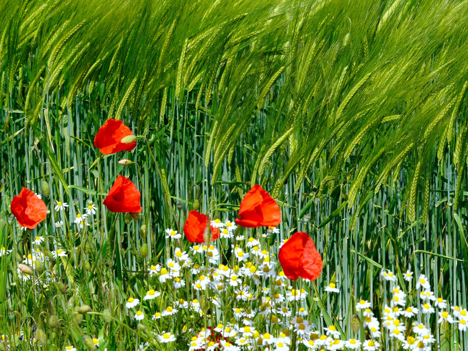 Красные маки и белые ромашки на поле с пшеницей 