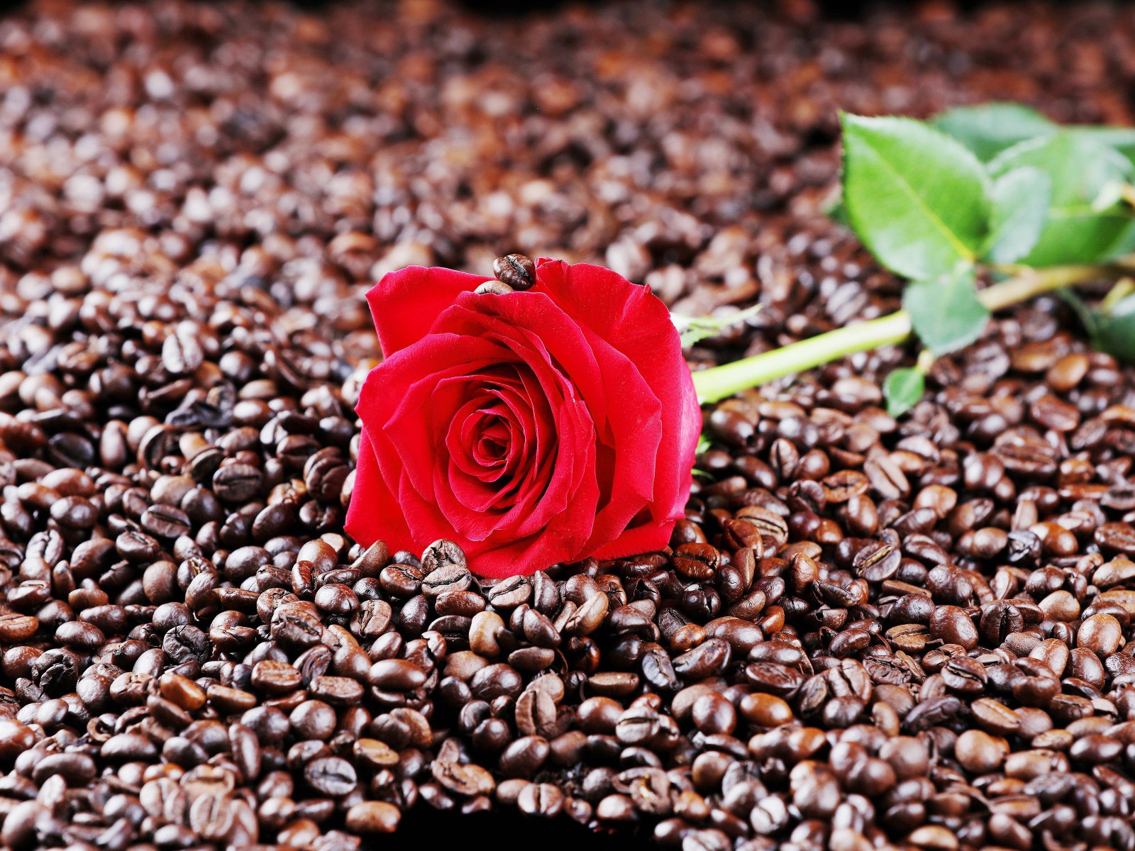 Красная роза лежит на кофейных зернах