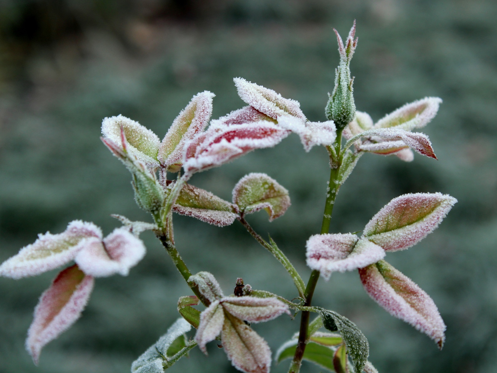 Бутоны роз в холодном инее на клумбе