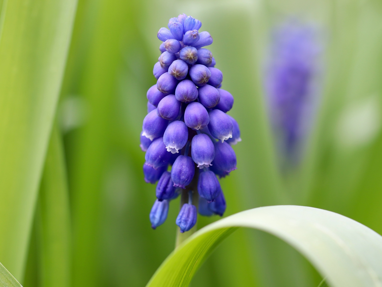 Маленький синий цветок мускарик с зелеными листьями