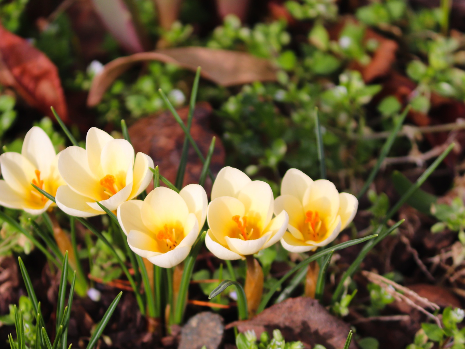 Маленькие белые крокусы с желтой серединкой 