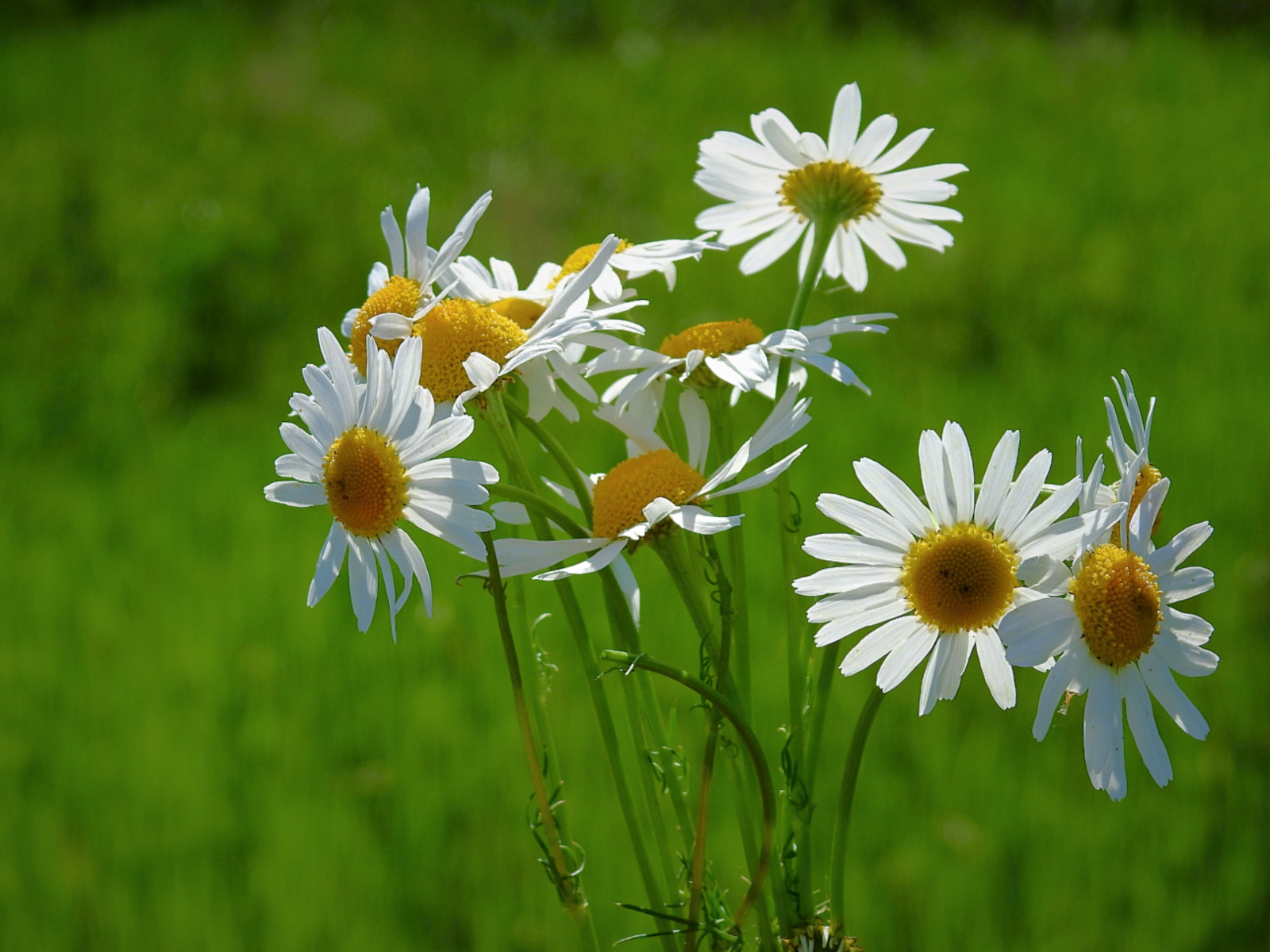 Маленькие белые полевые ромашки на зеленом фоне