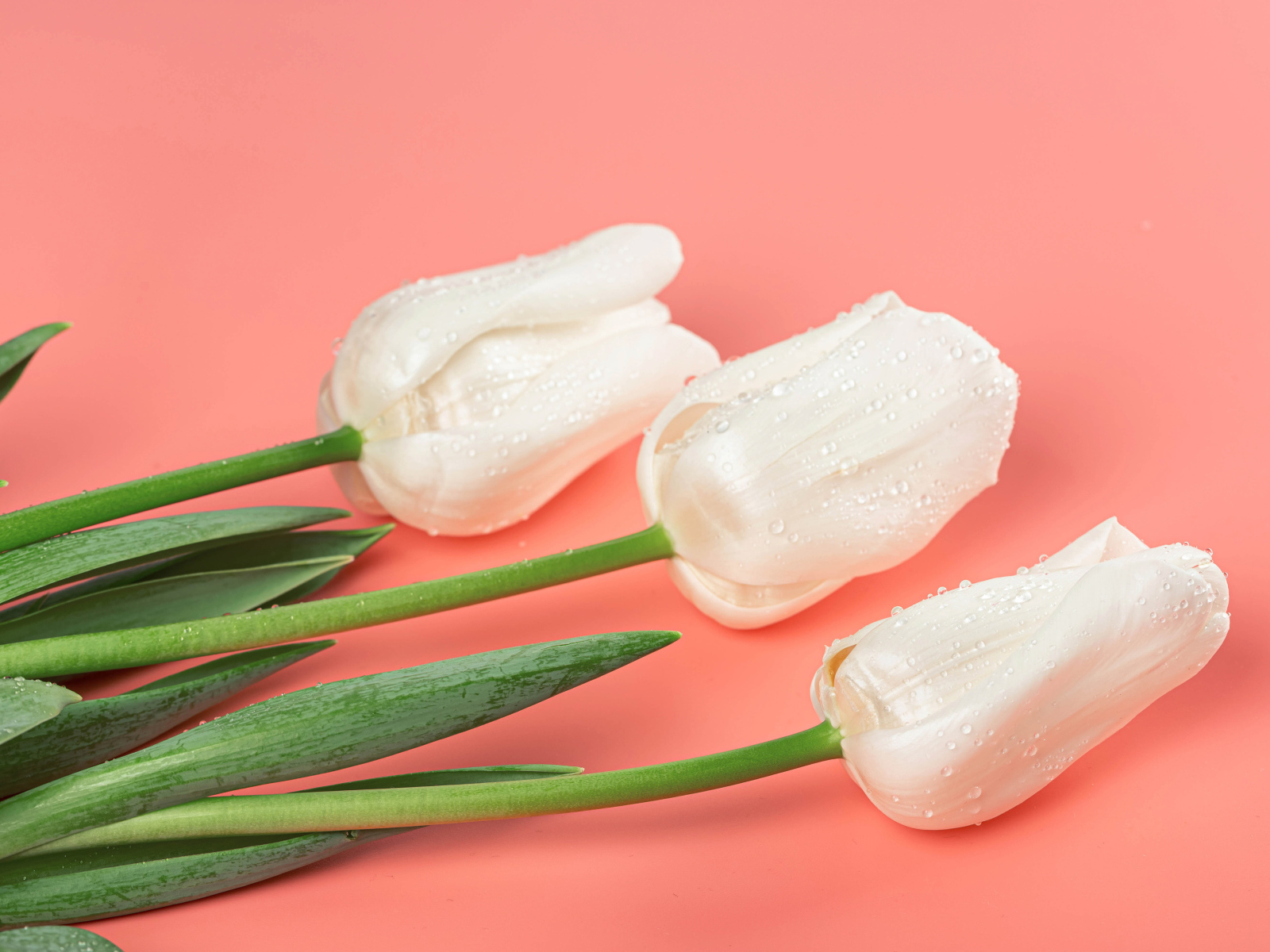 Три красивых нежных белых тюльпана на розовом фоне