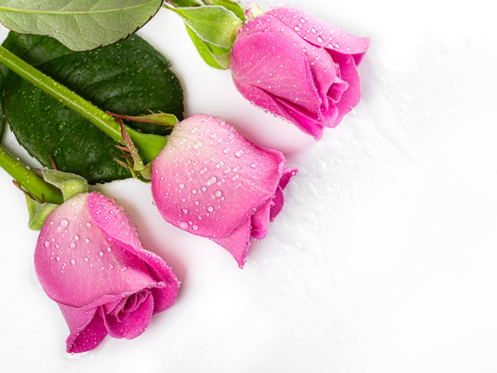 Три розовые розы в каплях росы на белом фоне 