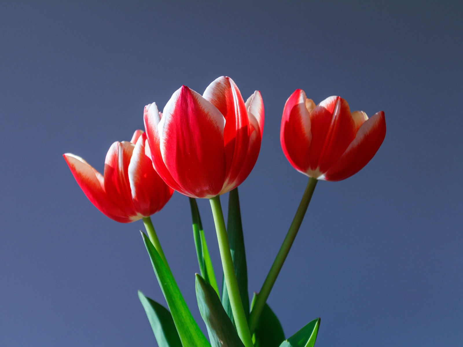 Три красных тюльпана на сером фоне