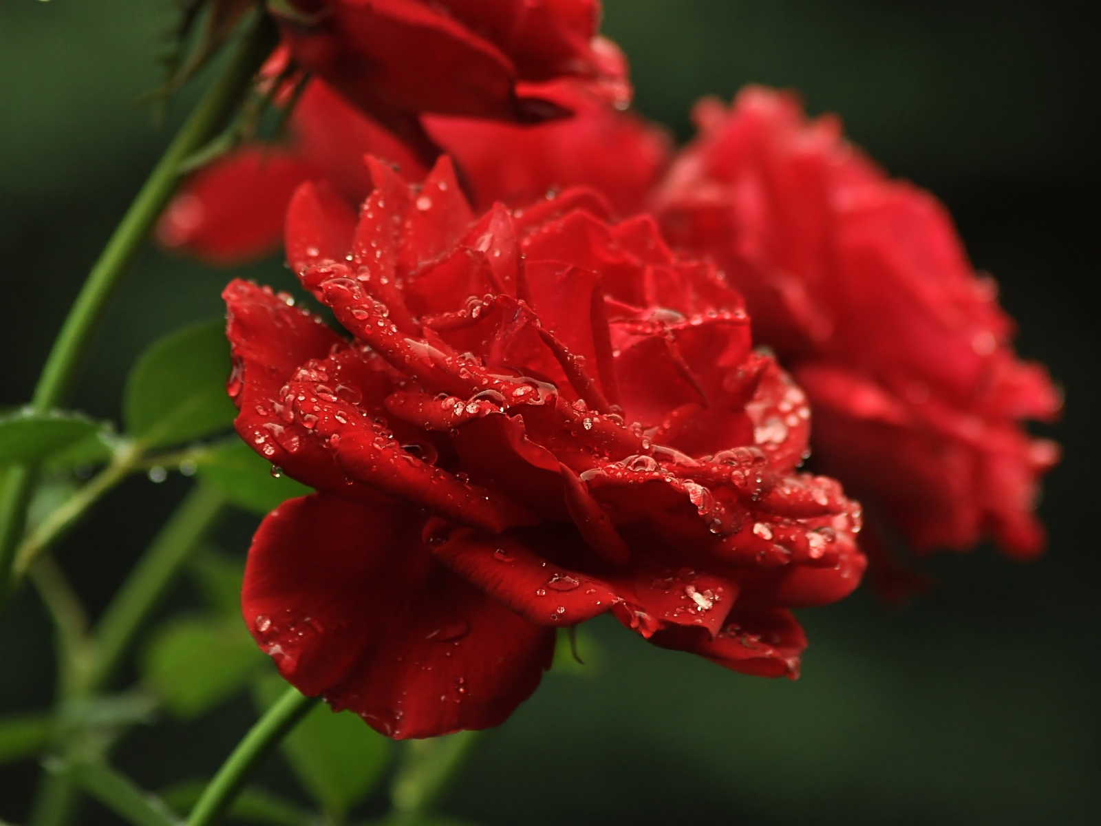 Три алые розы в каплях росы