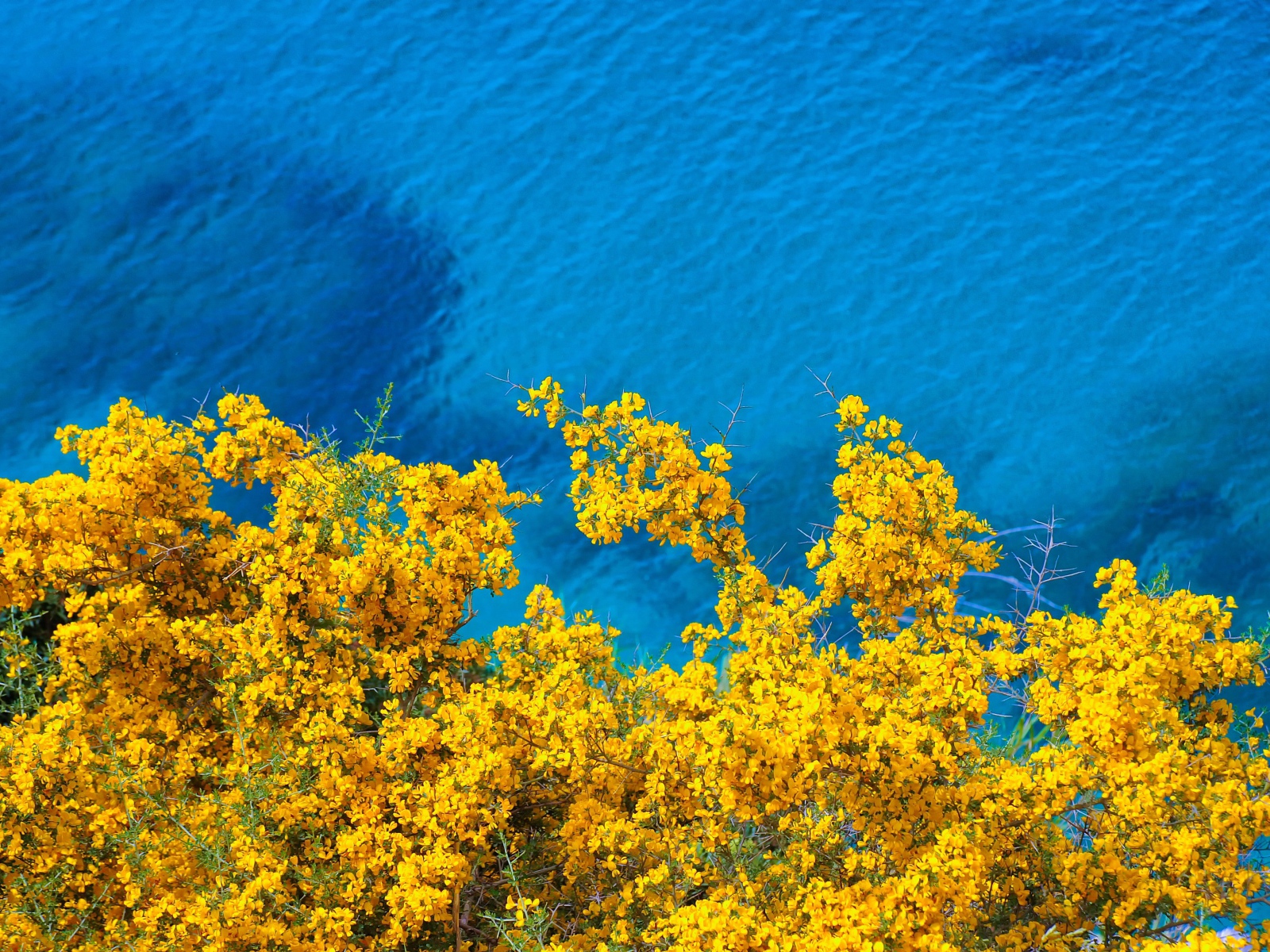 Дерево с желтыми цветами над голубой водой