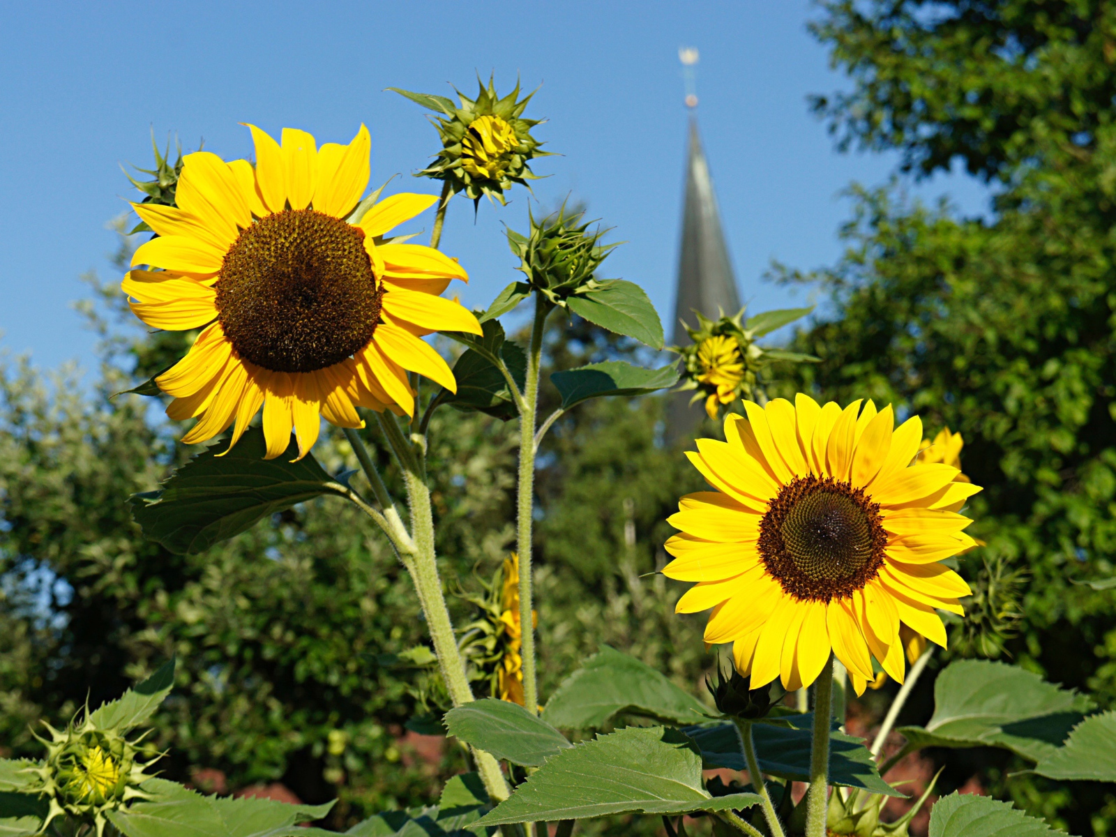 Два распустившихся цветка подсолнуха с бутонами