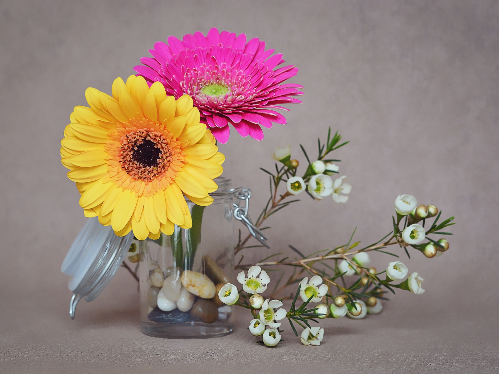 Два цветка герберы с белыми на сером фоне