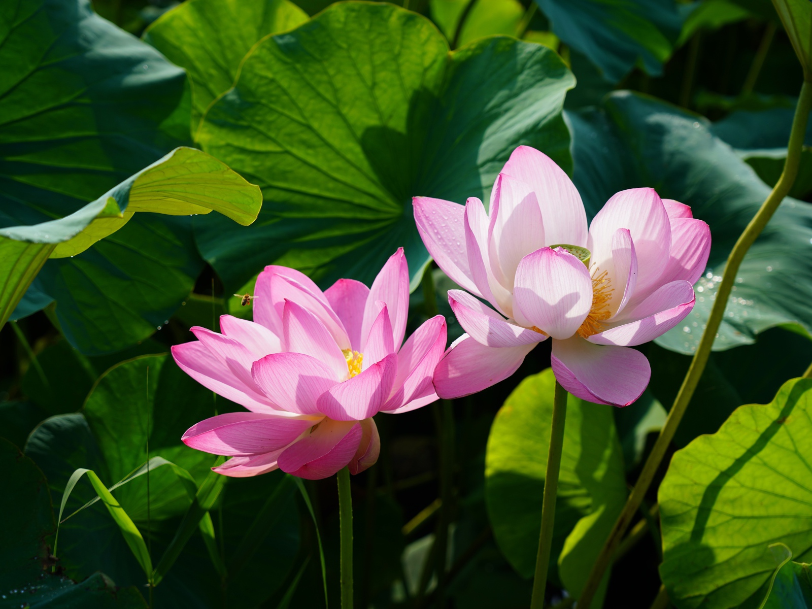 Два розовых цветка лотоса в зеленых листьях