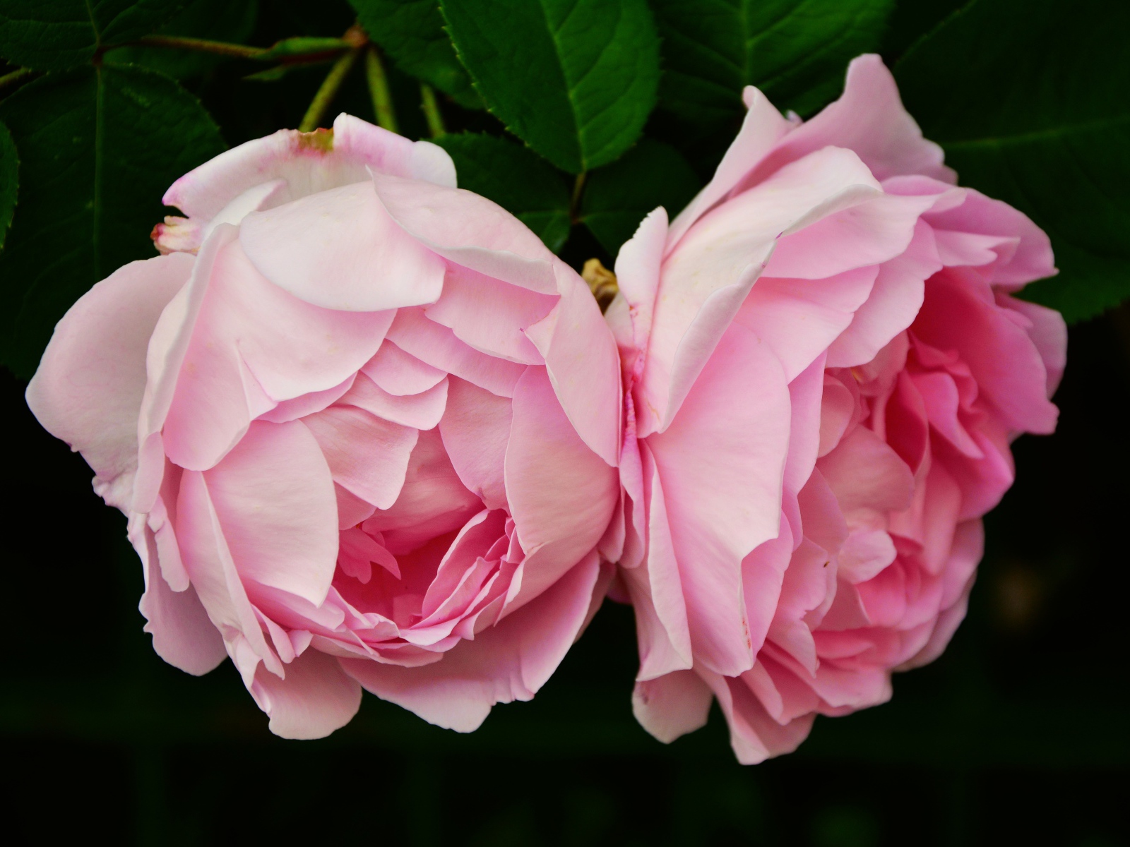 Два цветка розовой розы крупным планом