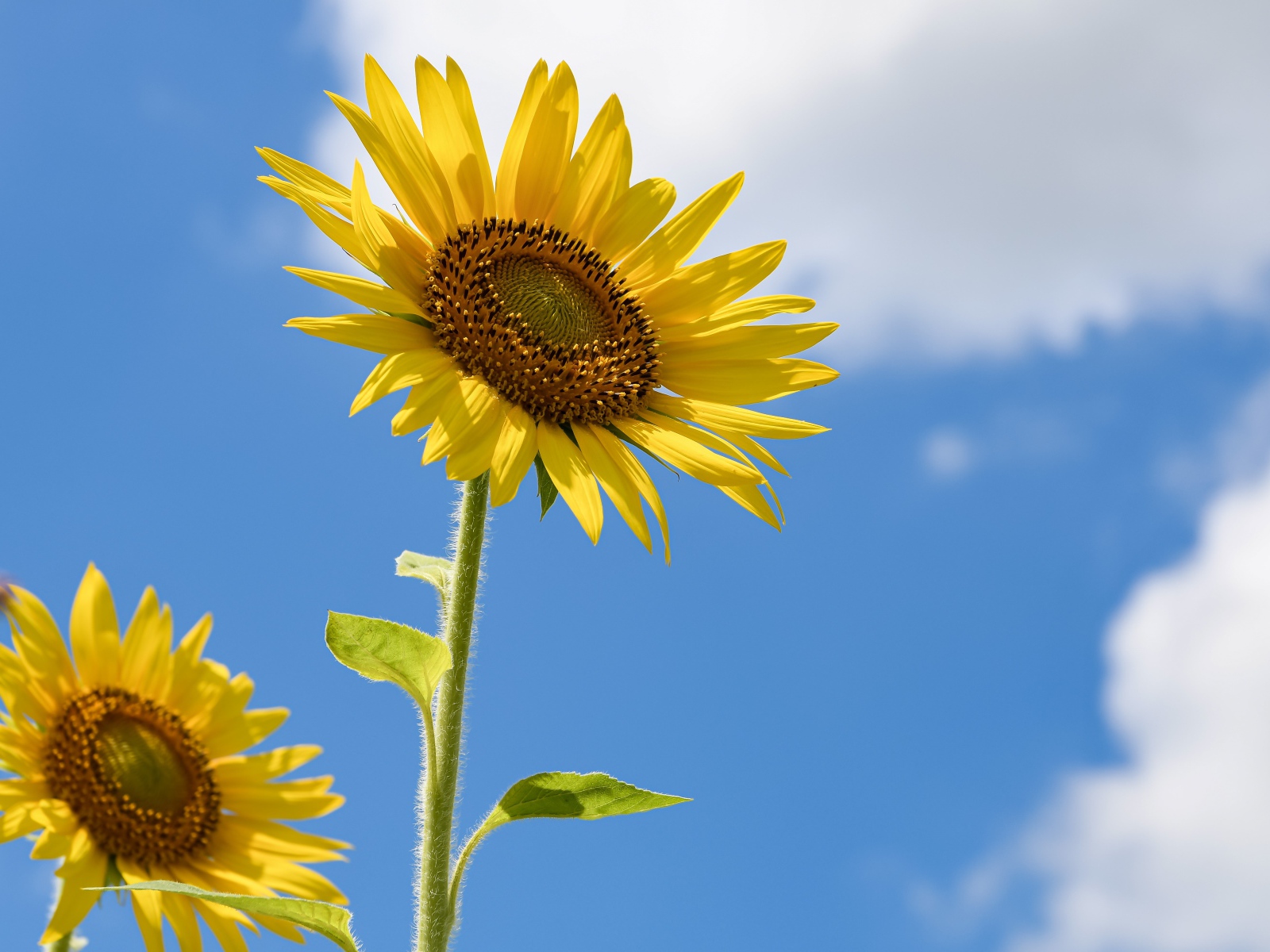 Два желтых подсолнуха на фоне голубого неба с белыми облаками 