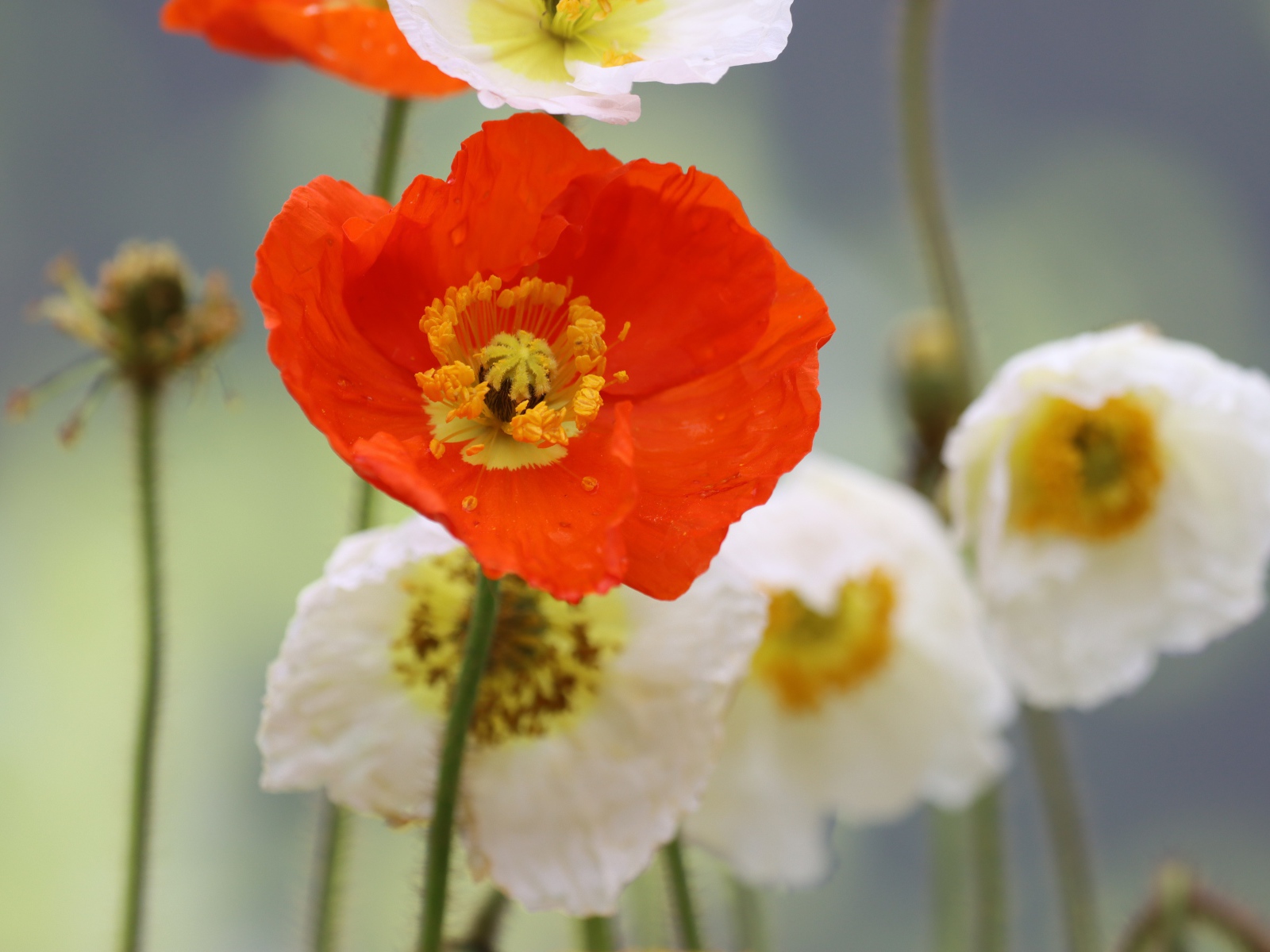 Белые и красные маки крупным планом