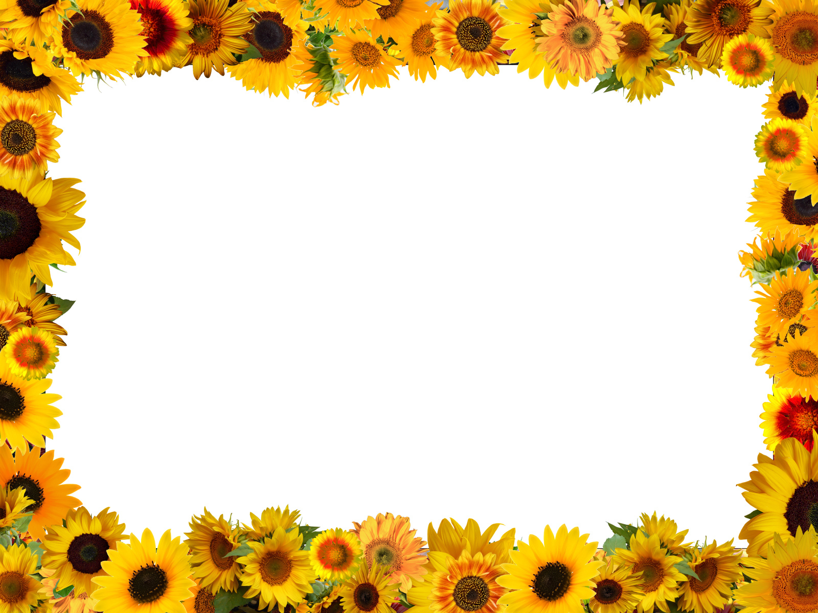 Белый фон с желтыми подсолнухами 