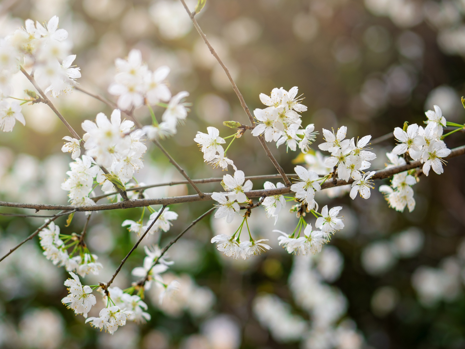 Белые цветы вишни на тонкой ветке