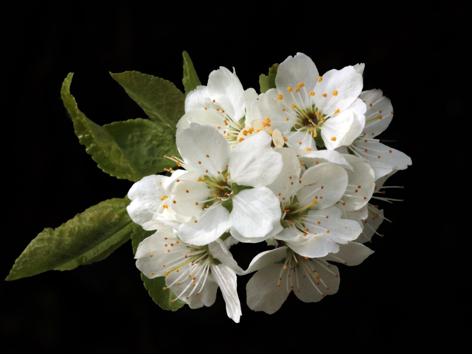 Белые цветы вишни на черном фоне