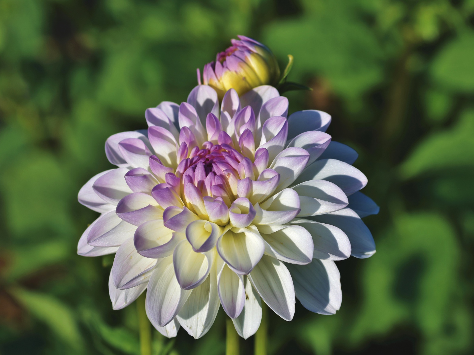 Белый цветок георгина с фиолетовой серединкой