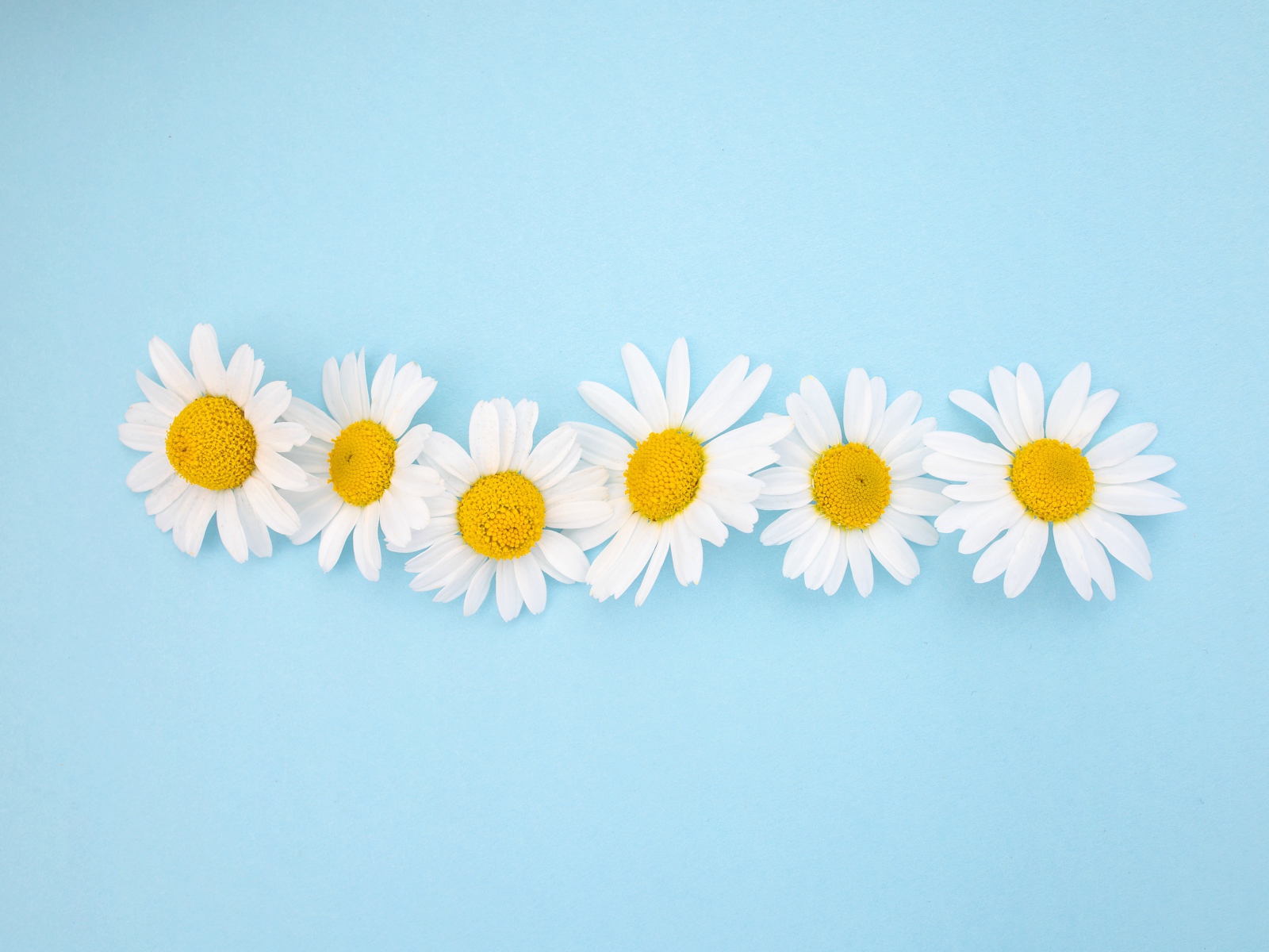 Белые ромашки с желтой серединкой на голубом фоне 