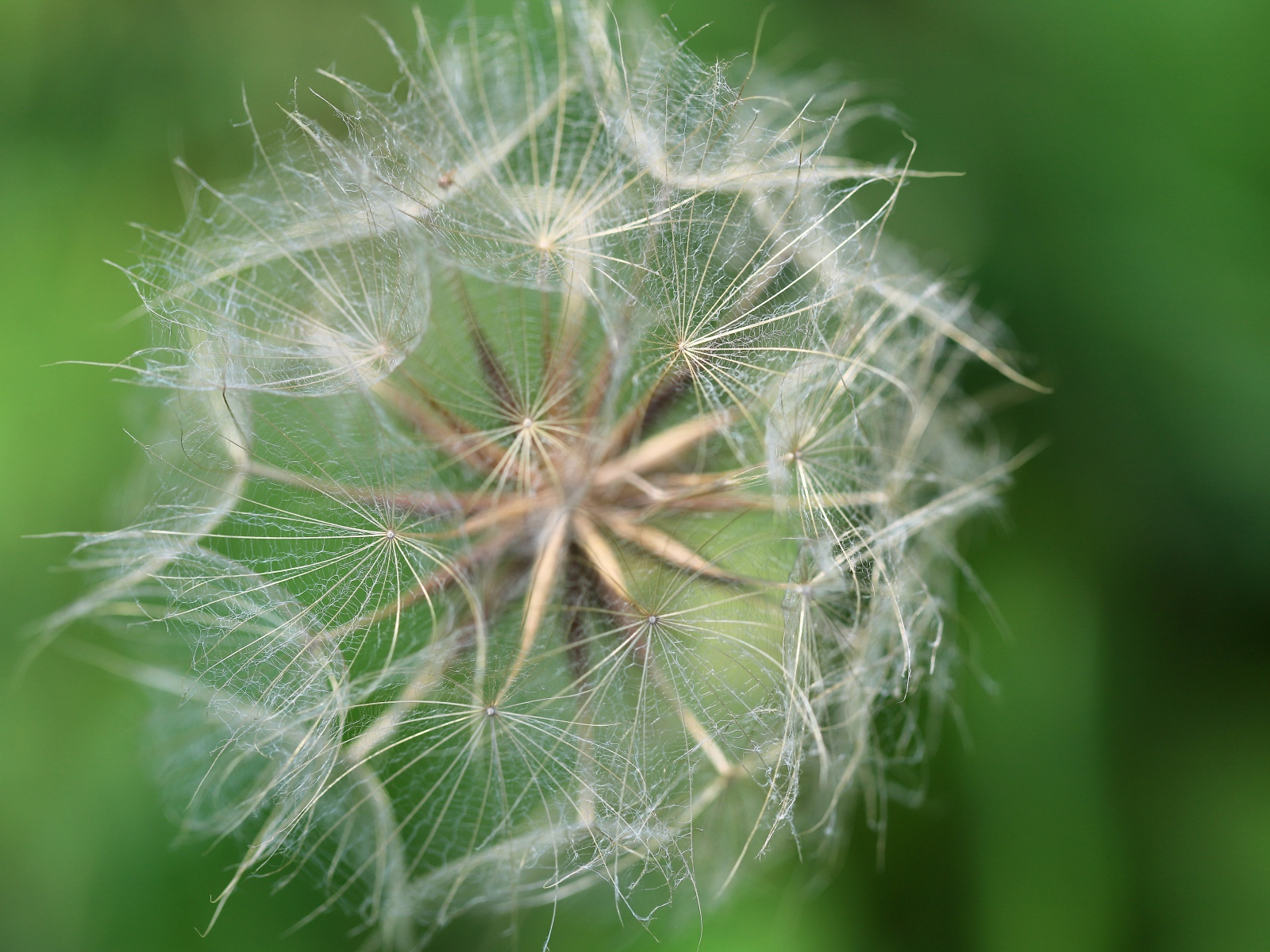 Белые семена одуванчика крупным планом