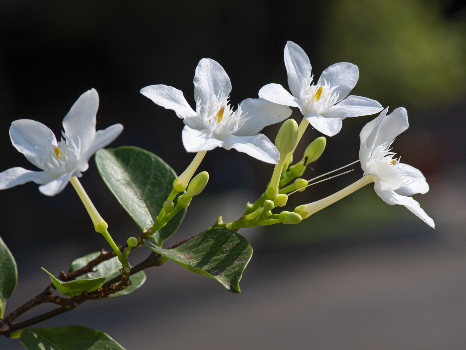 Белые цветы с бутонами и зелеными листьями на ветке 