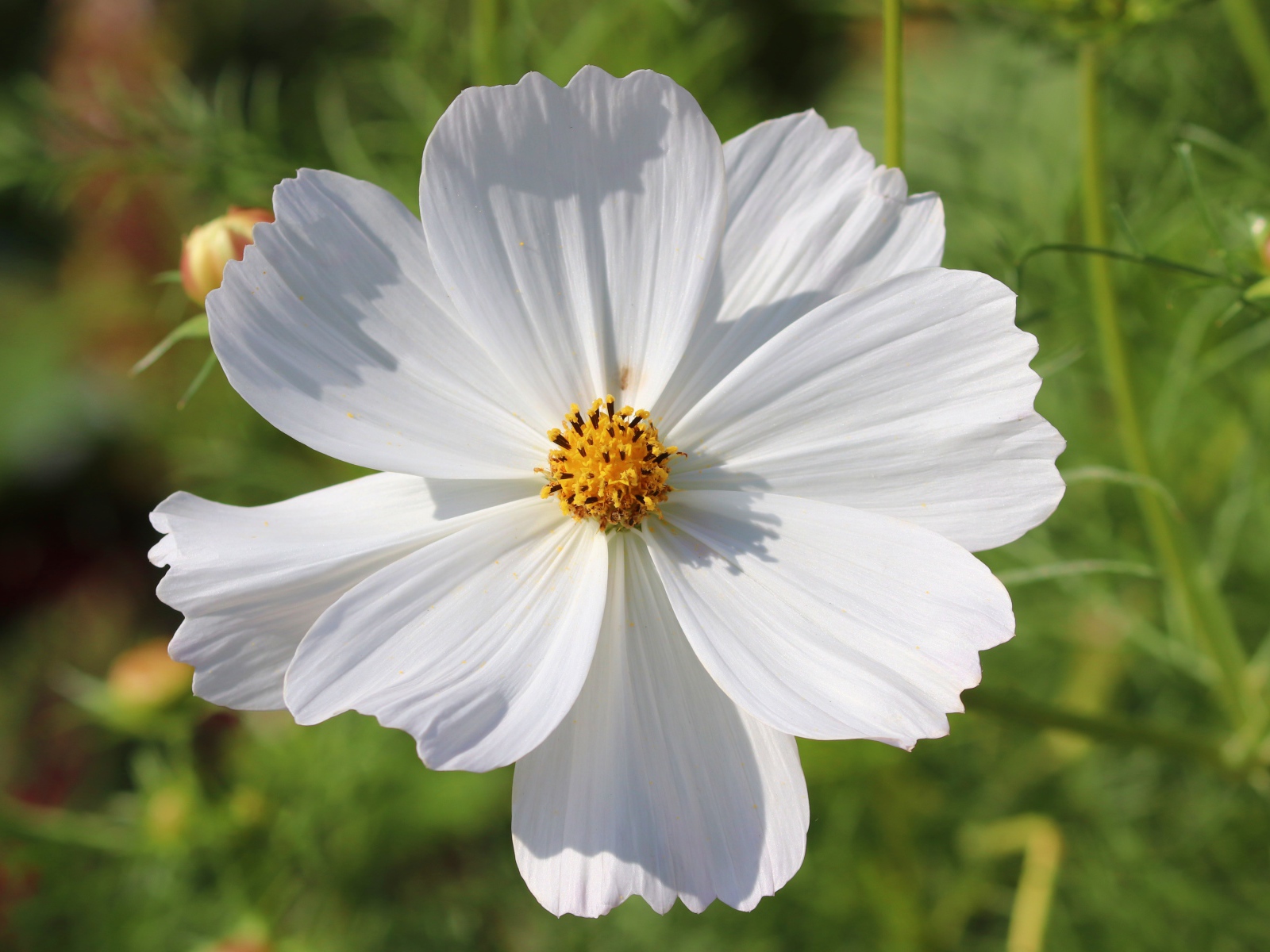 Белый цветок космея крупным планом