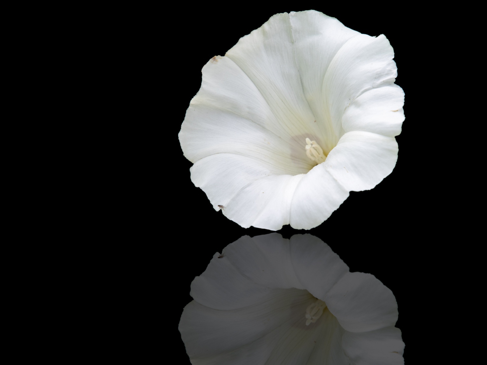 Белый цветок лаватера на черном фоне 