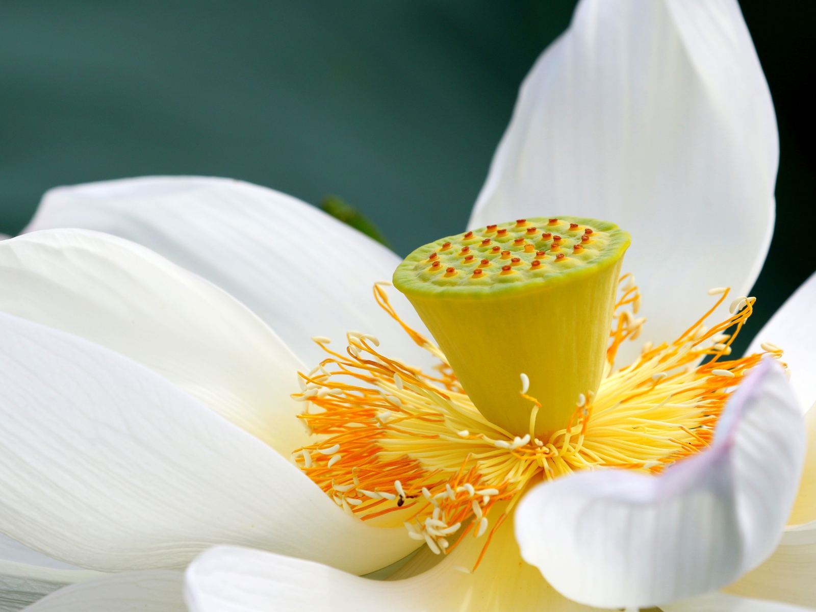 Белый цветок лотоса с крупной серединой 