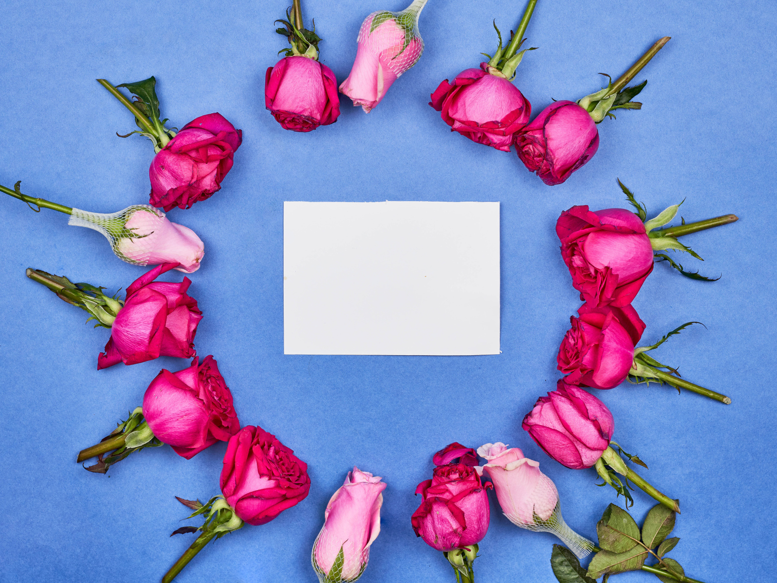 Белый лист бумаги с розами на голубом фоне
