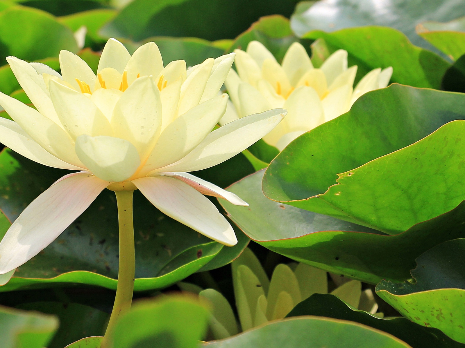 Белые цветы водяной лилии в зеленых листьях