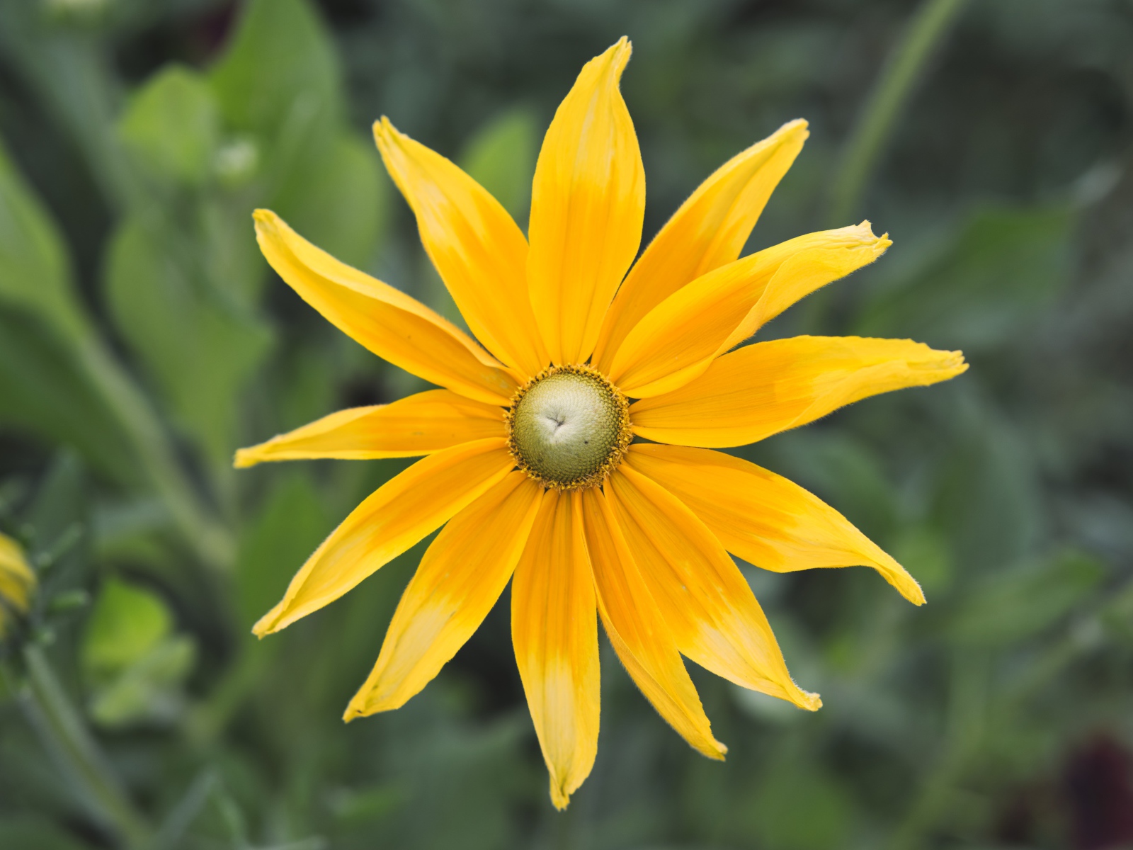 Желтый красивый цветок рудбекия  крупным планом 