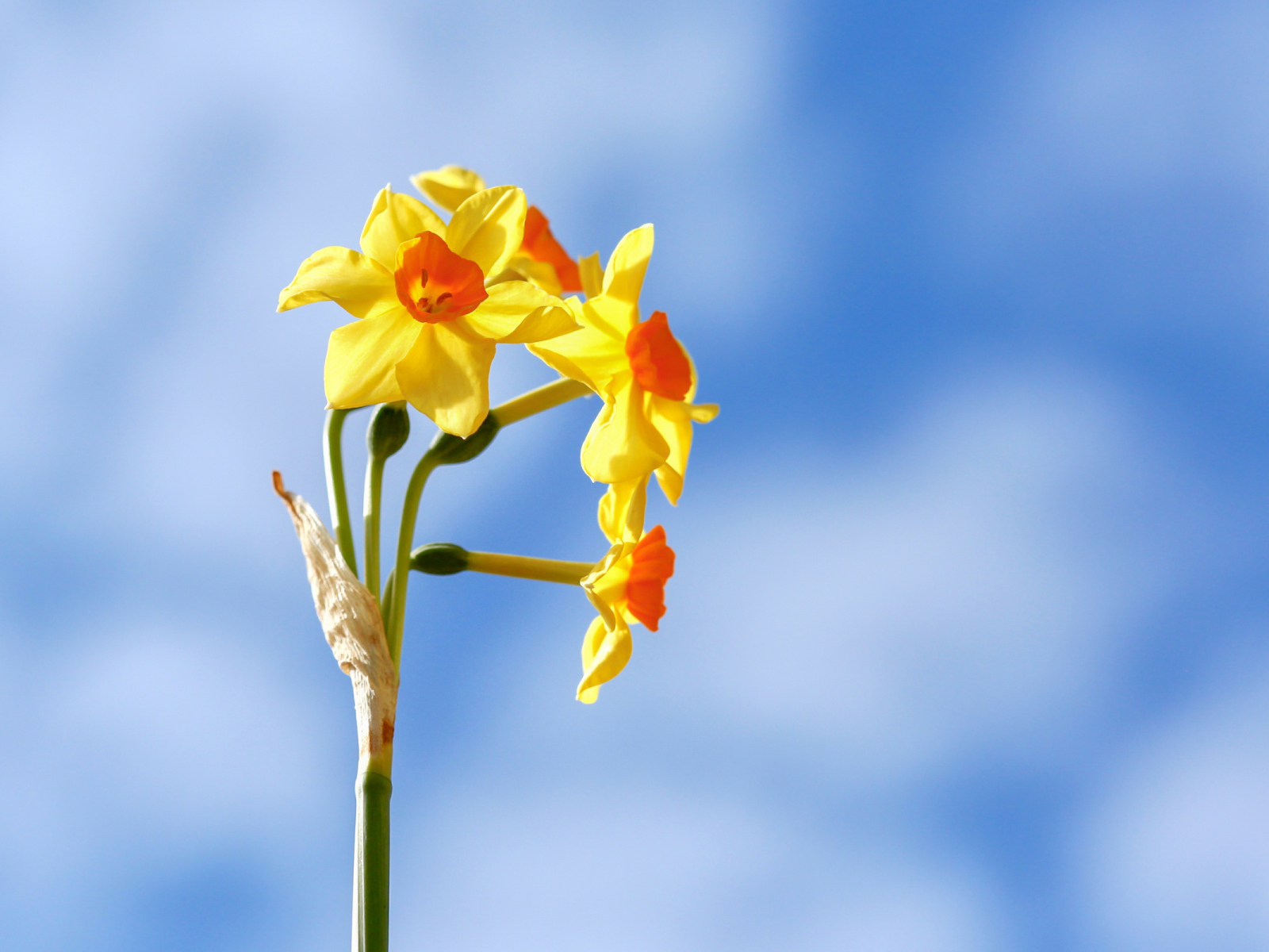 Желтые нарциссы на фоне голубого неба 