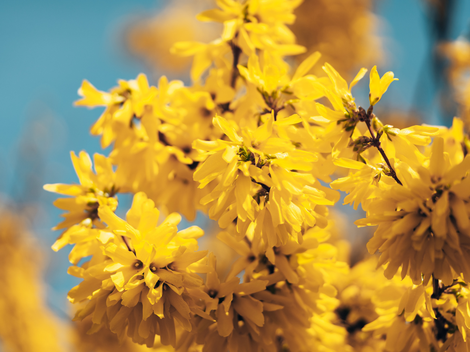 Желтые цветы Форзиция крупным планом 