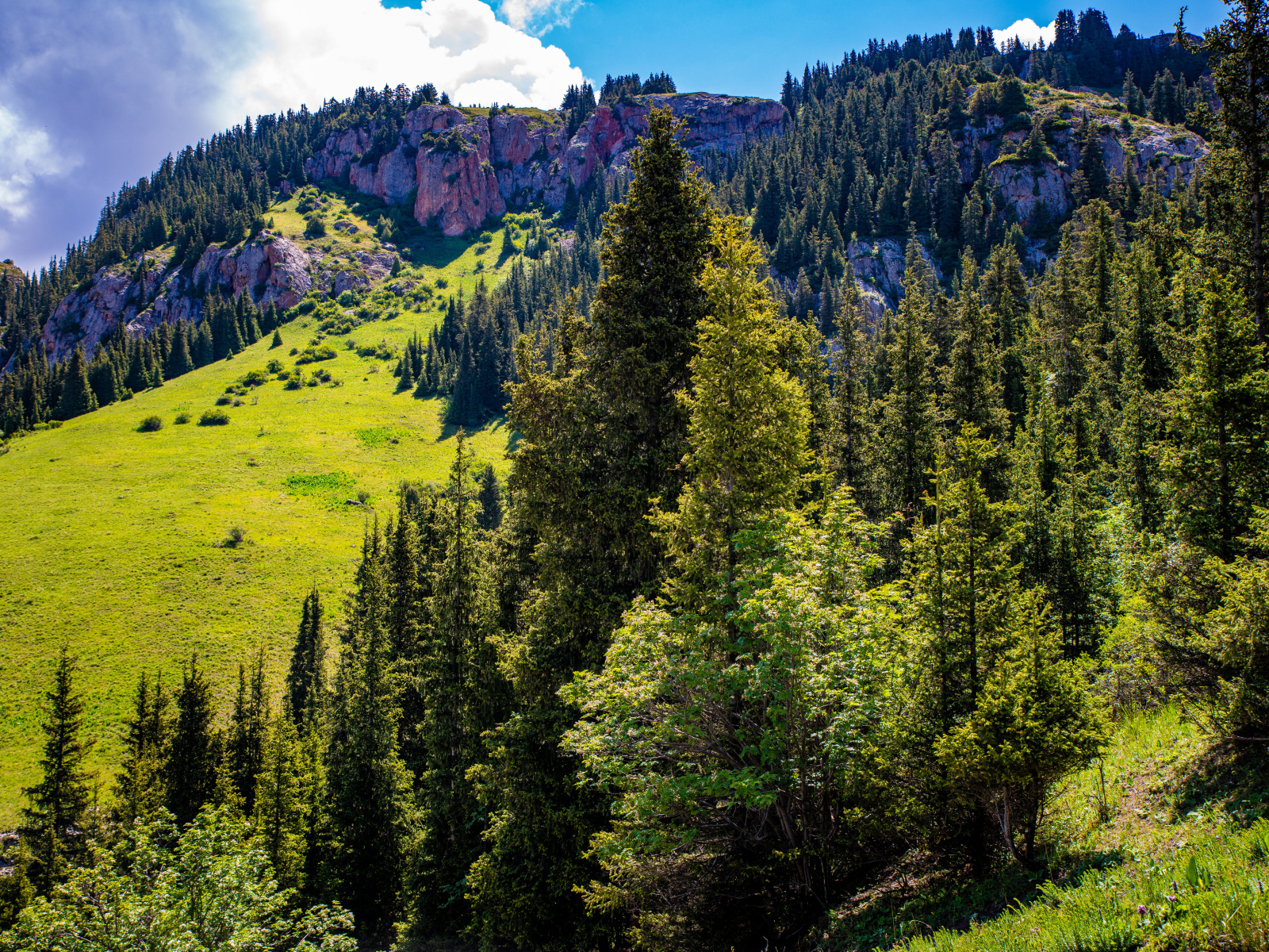 Густой лес на склонах горы в лучах солнца