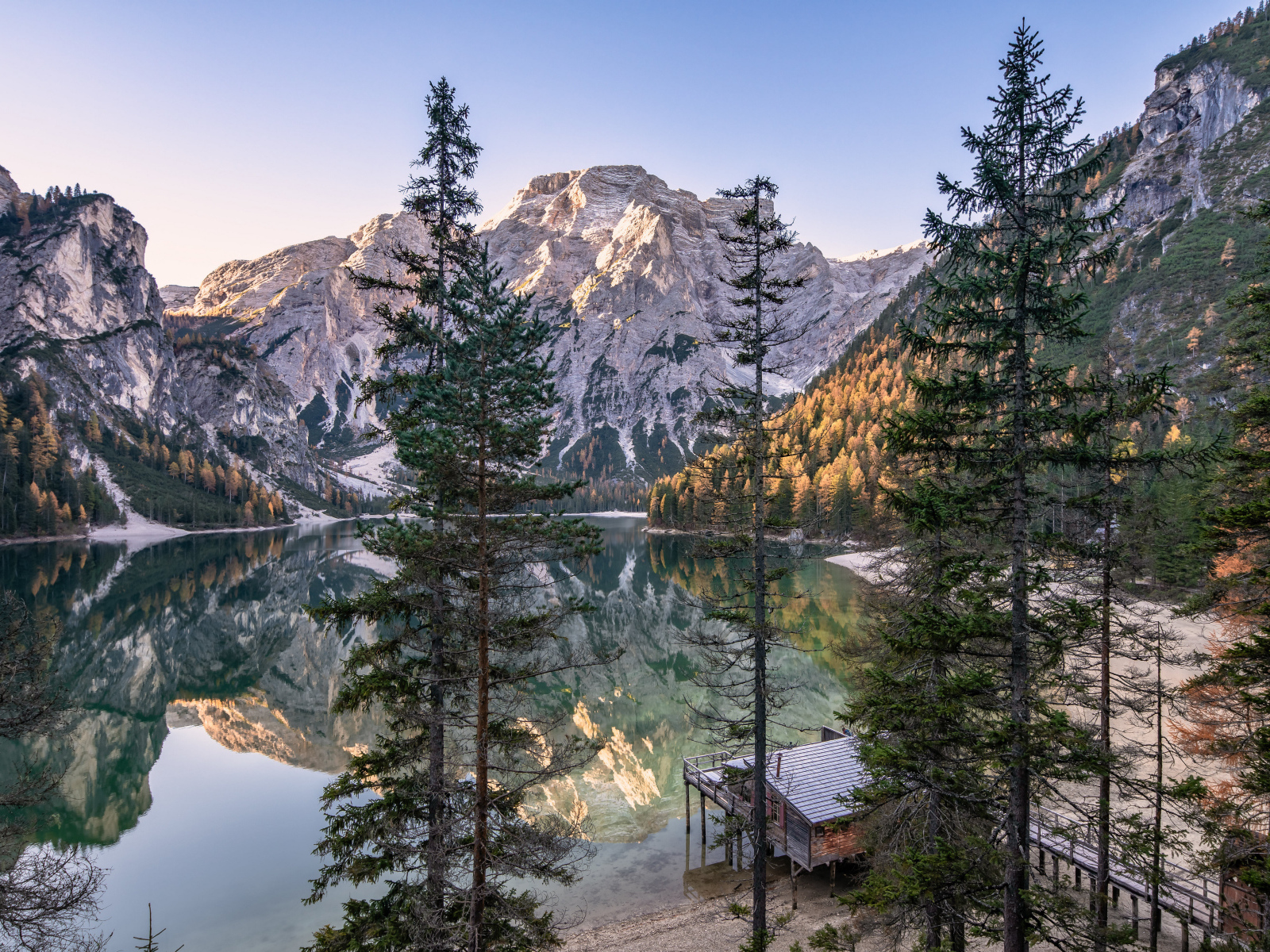 Высокие сосны на берегу озера у Доломитовых альп 