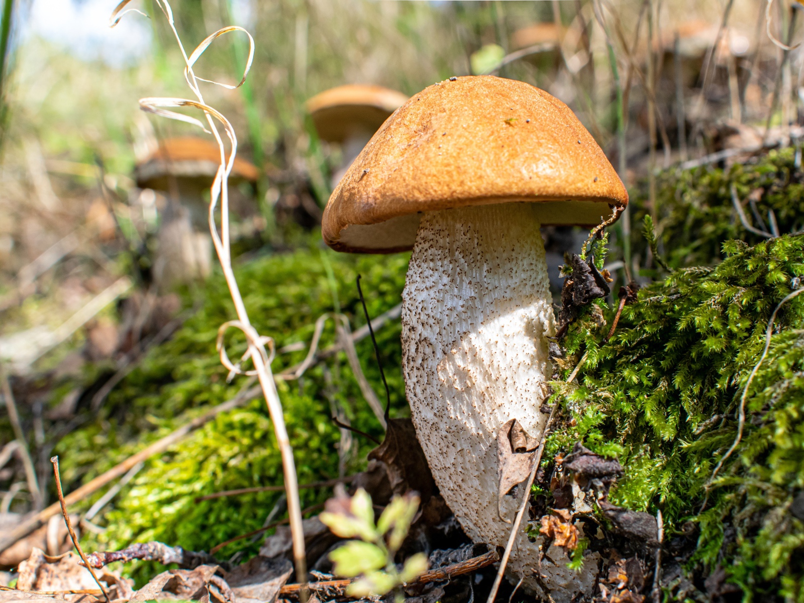 A large porcini mushroom grows on moss-covered ground